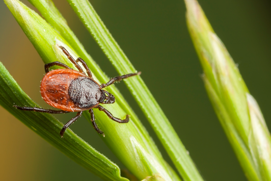 Tick on a long blade of Grass