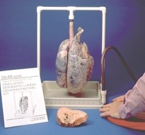 Pig's lungs simulate a smoker's lungs