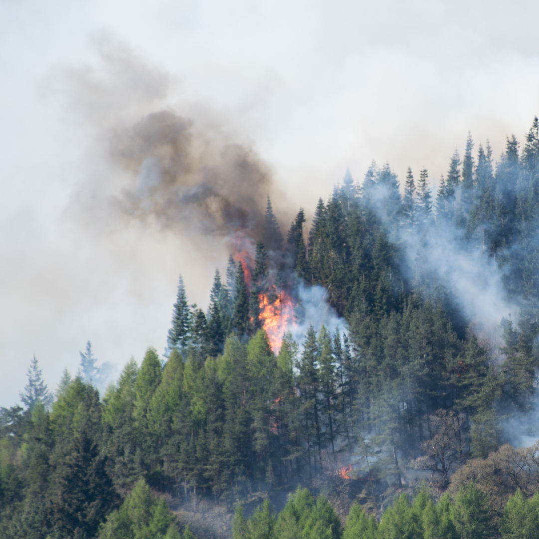 Forest fire on a hill