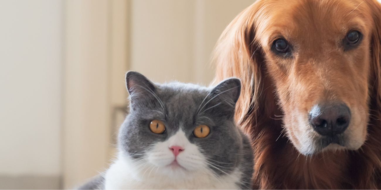 A cat and a dog sitting side-by-side, making eye contact with the viewer