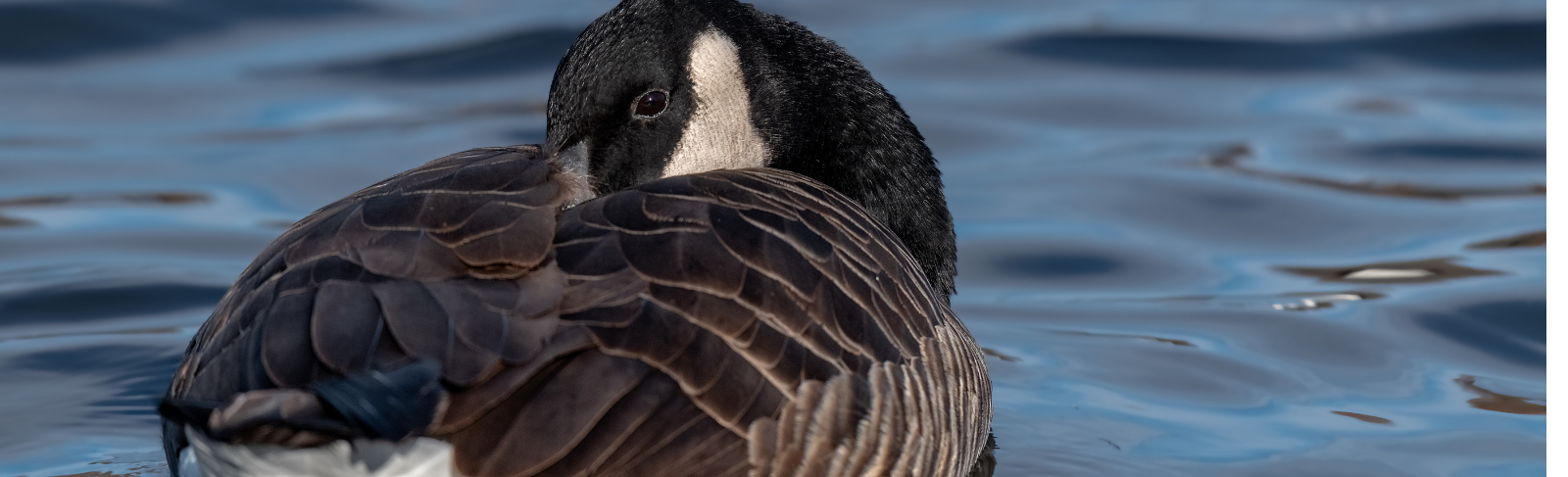 Goose resting on water