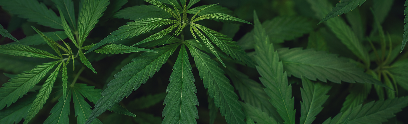 cannabis leaves