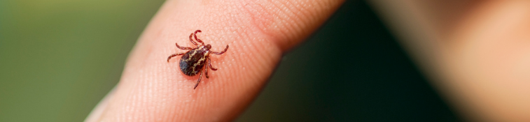 Close up of a tick on a finger.