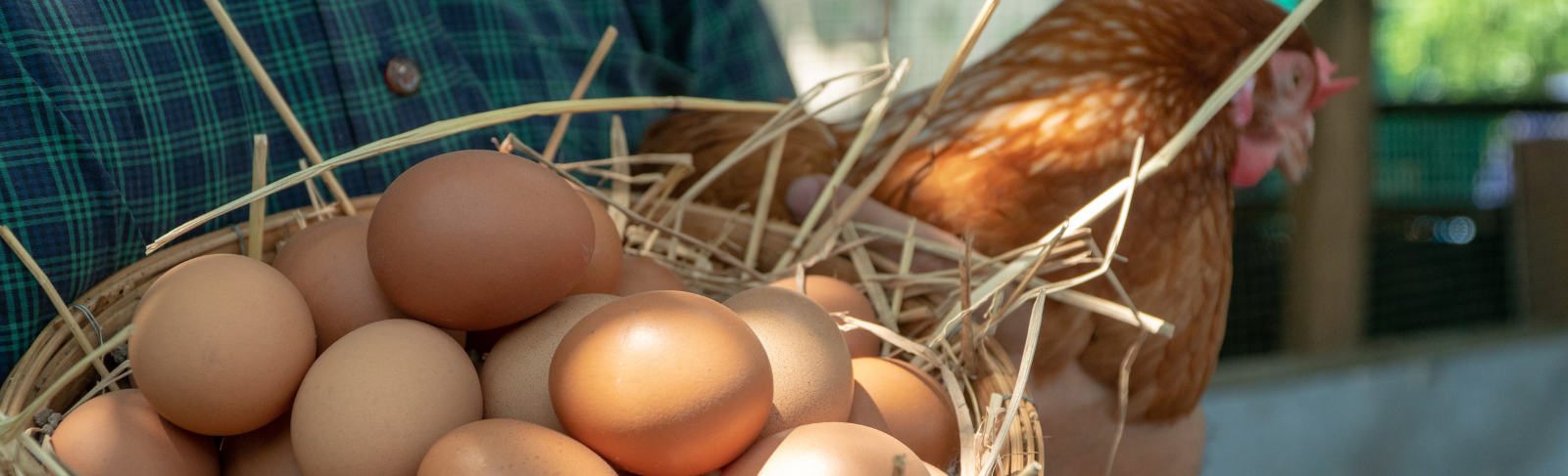 Basket of eggs and a chicken held in farmers' hands