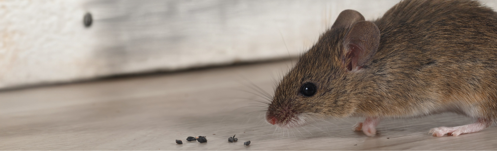 Image of a mouse looking at its droppings on an indoor floor.