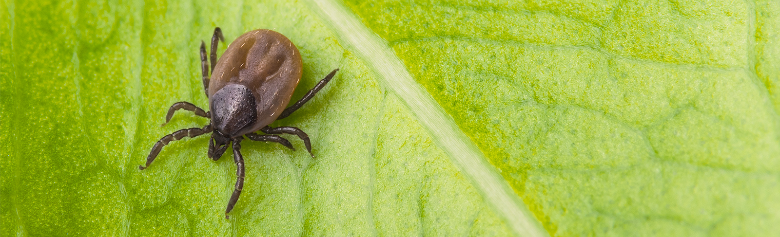 Black-legged tick on a green leaf.