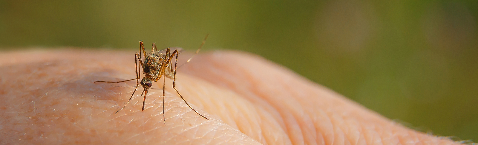 Mosquito on hand