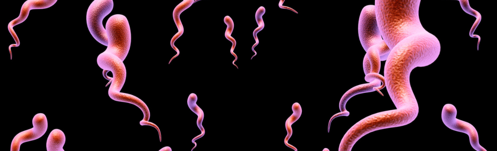 Microscopic view of syphilis, dark background with pink spiral shapes in foreground