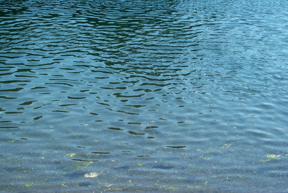 Blue Green Algae Category 2
