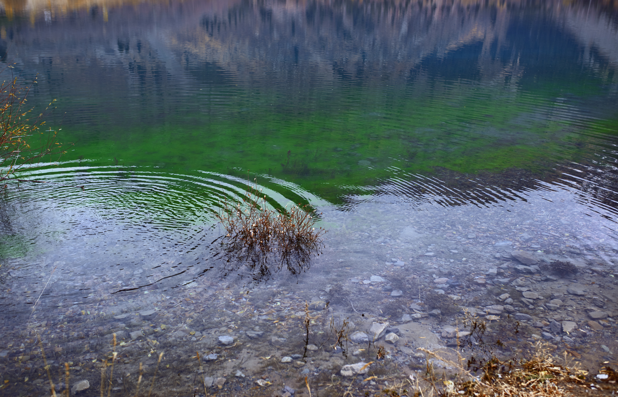 Blue Green Algae Category 2