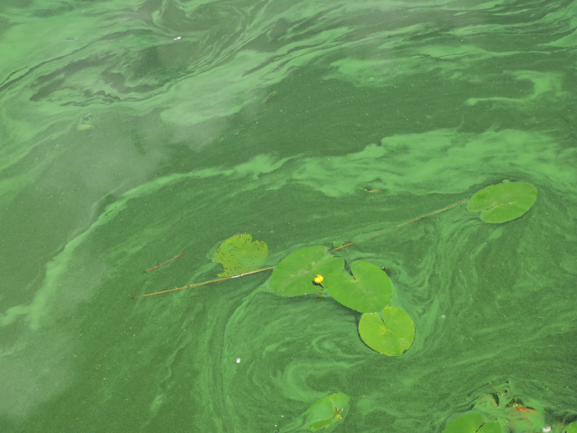 Harmful Algae Category 2