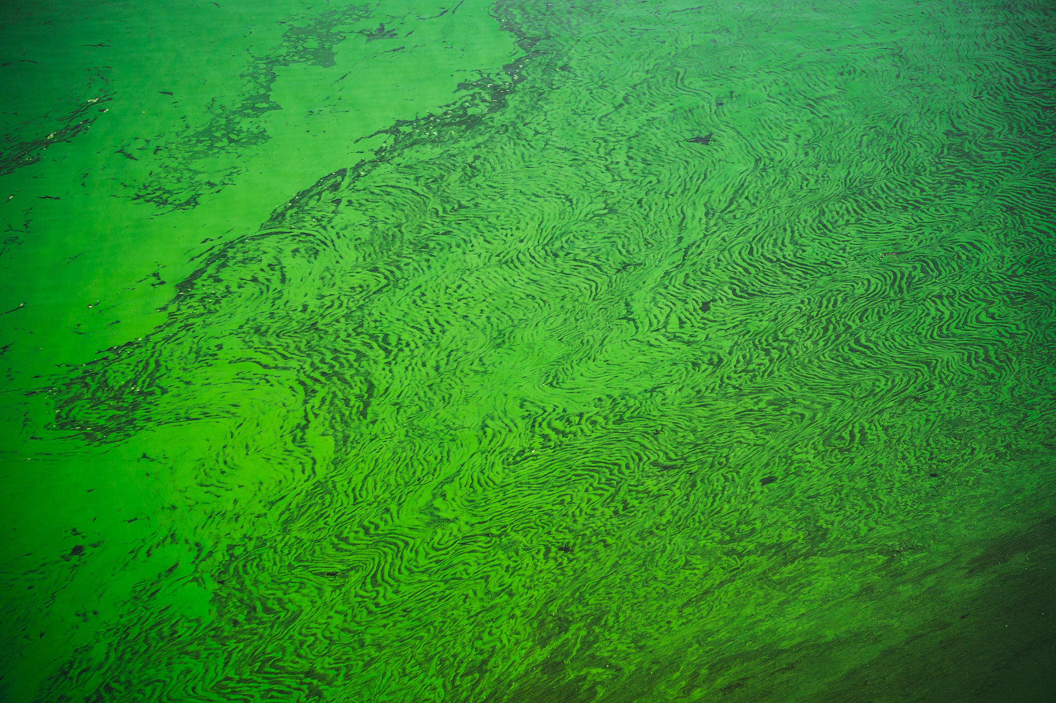 Harmful Algae Category 3