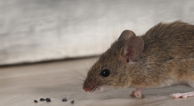 Image of a rodent and its feces in an indoor setting