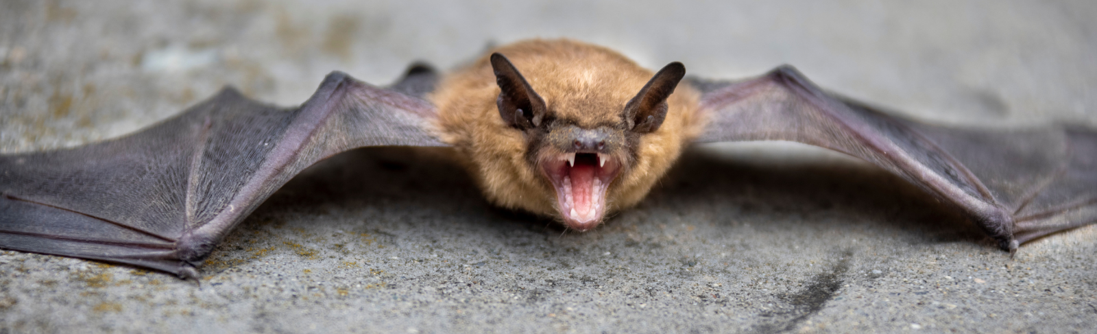 Bat laying on surface with wings spread out. Its mouth is open wide, exposing sharp teeth.