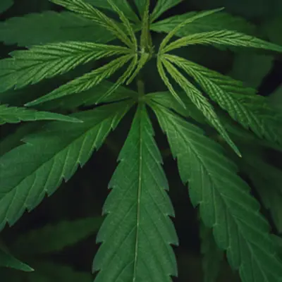 Cannabis plant