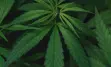 Cannabis plant