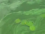 Green water with lilypads