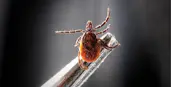 Close-up image of a tick